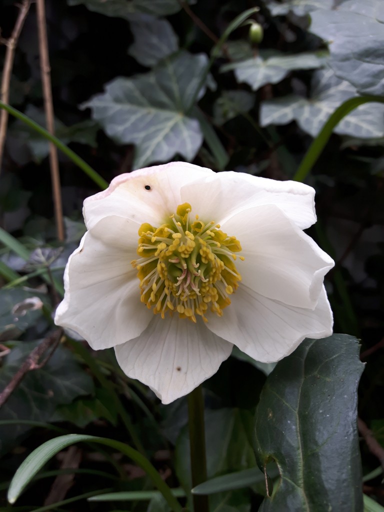 Julrosen från Eva