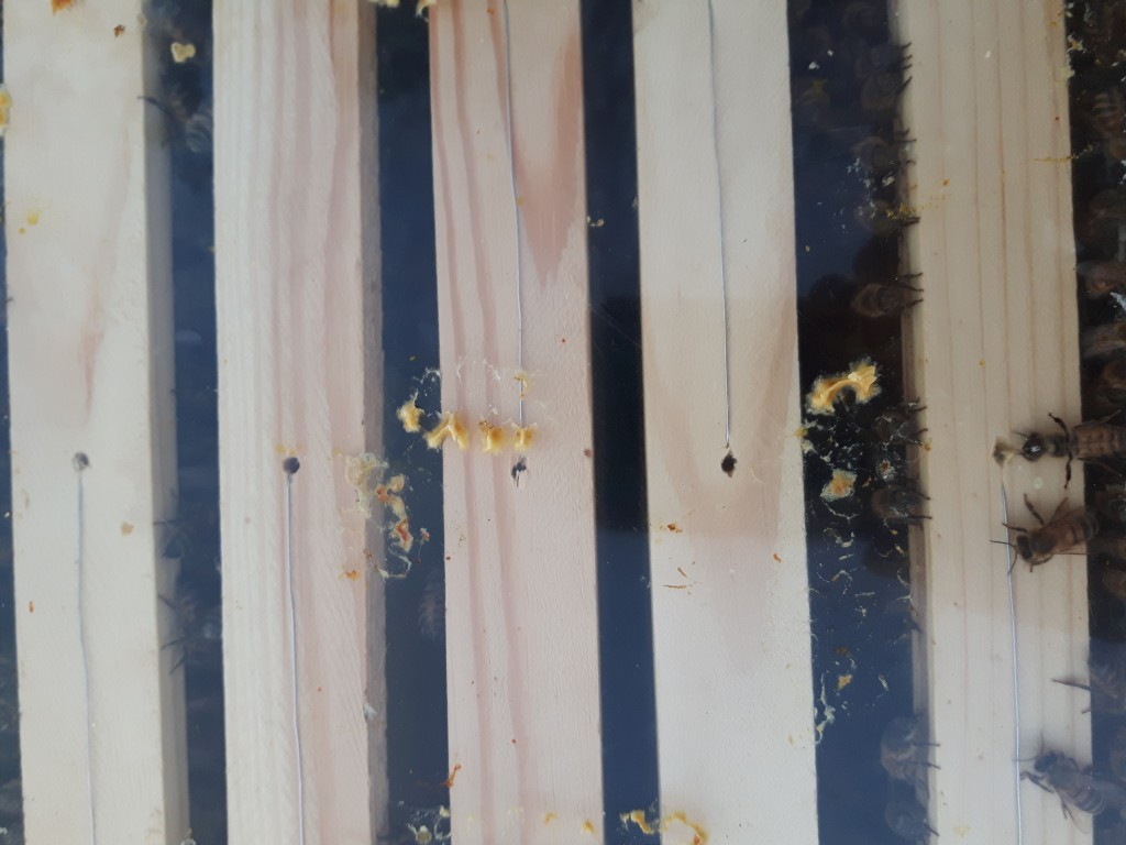 Titta in - var visst för sent på kvällen. Tjockt med bin. 