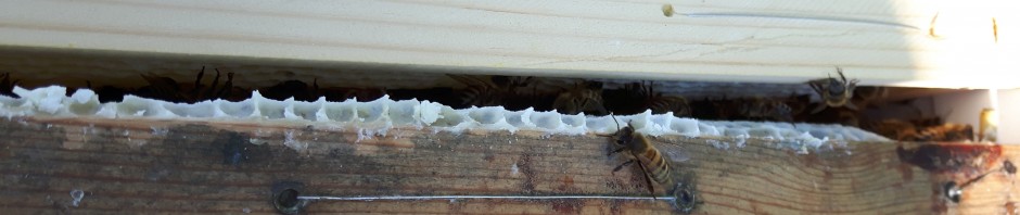 De gamla ramarna ser fulla ut...