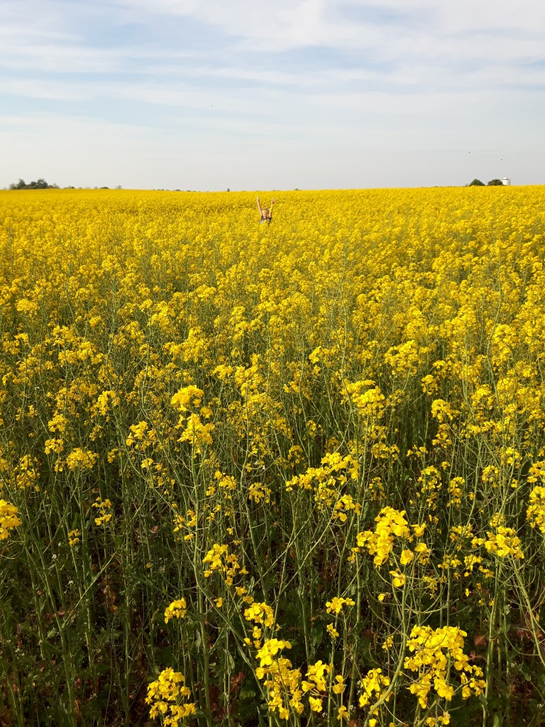 Raps- och en annan blomma