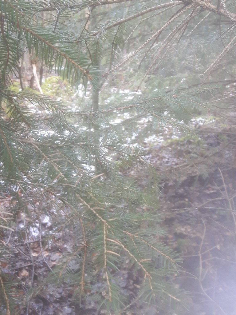 Vitsippor? Icke. Snö...i Fulltofta igår