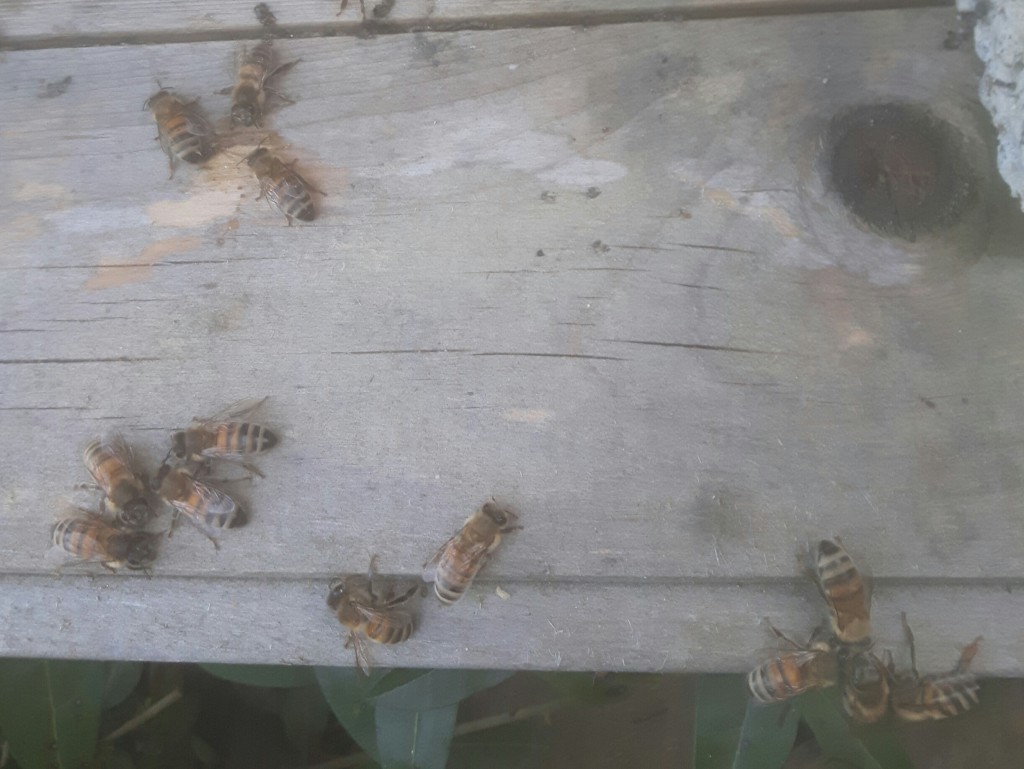 Många döda bin utanuför kupan. Hoppas det är de som levt sina liv över vintern